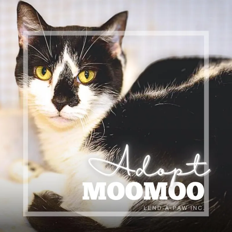 Moomoo thumbnail 4