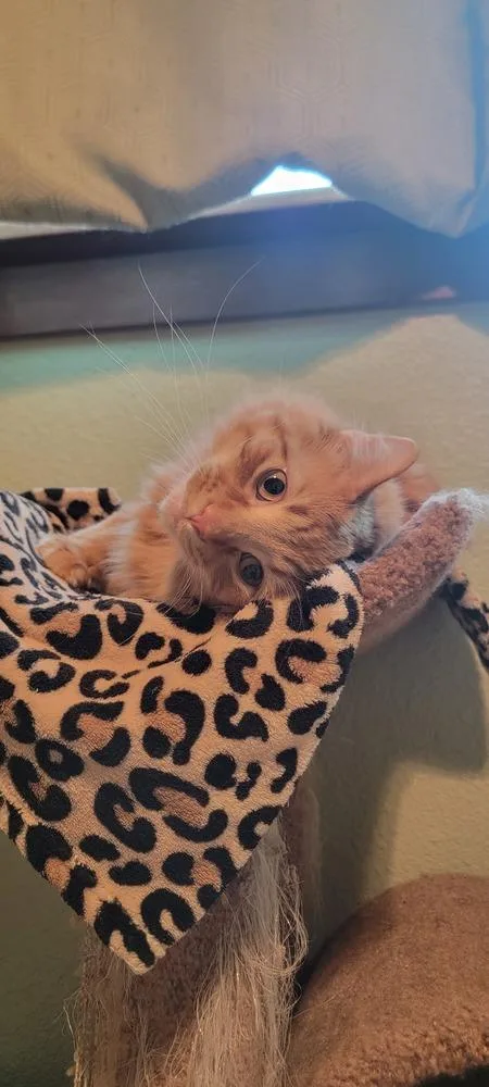 A young large-sized male Domestic Long Hair cat named Punkin for adoption in Bellingham, WA