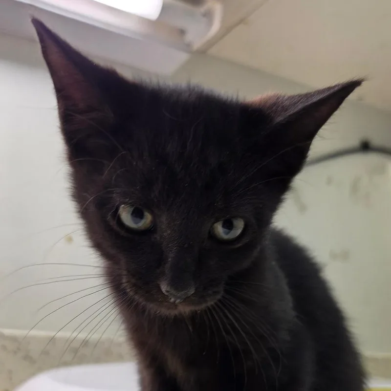 A baby small-sized female Black Domestic Short Hair cat named Pearl for adoption in Auburn, AL