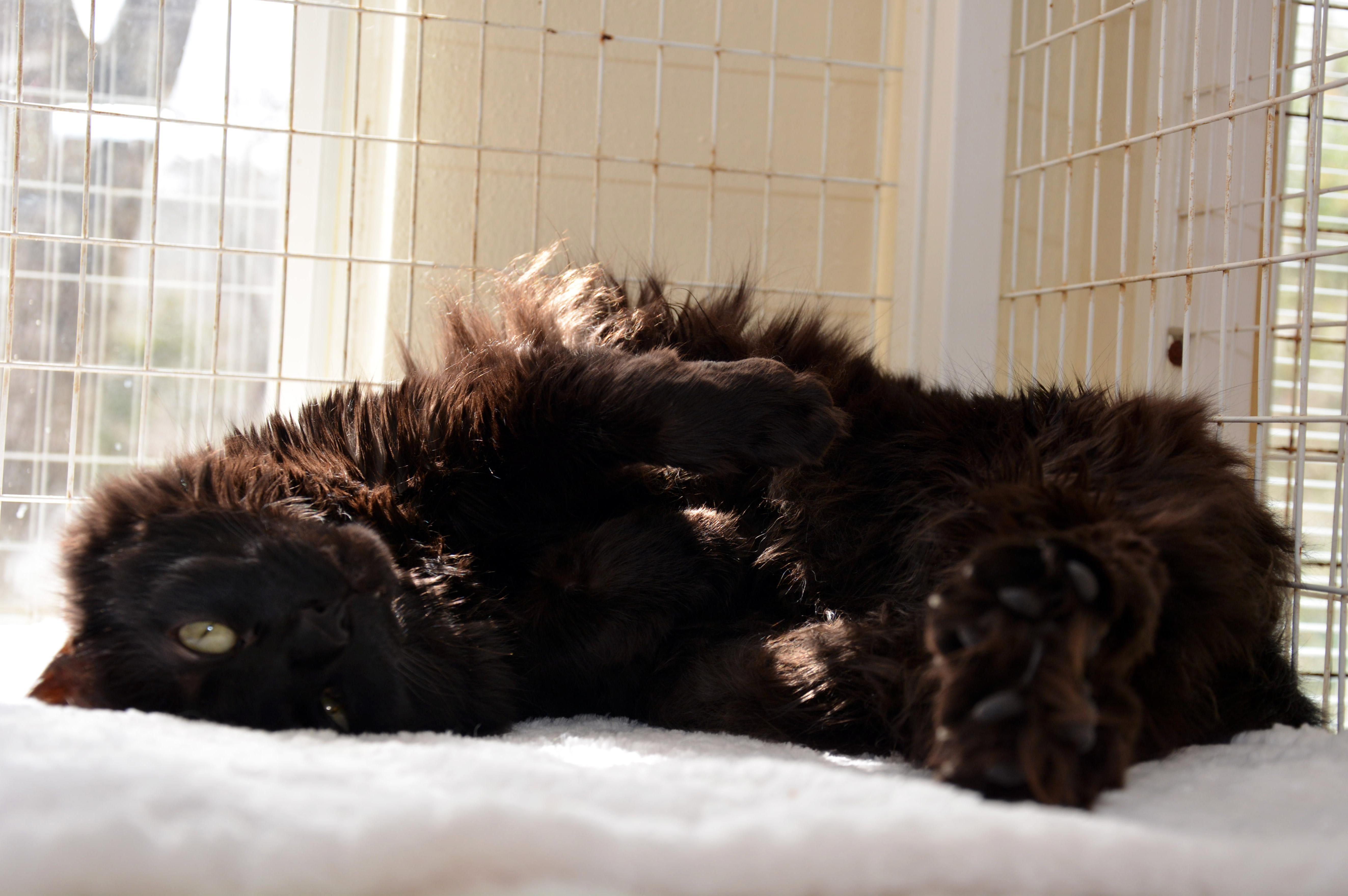 A senior medium-sized female Domestic Long Hair cat named Shadow for adoption in Round Rock, TX