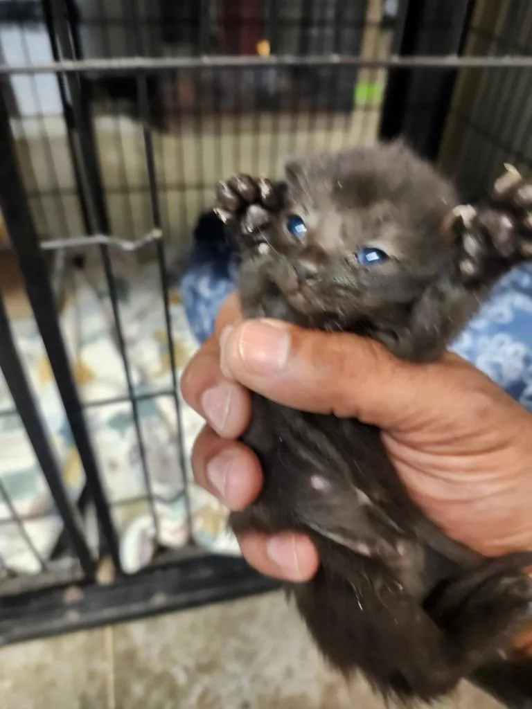 A baby small-sized male Domestic Short Hair cat named Curly for adoption in Lockhart, TX