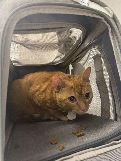 An adult large-sized female Orange / Red Domestic Short Hair cat named Honey for adoption in Kansas City, MO