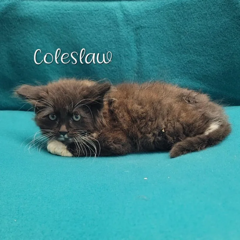 A baby small-sized female Black Domestic Long Hair cat named Coleslaw for adoption in Parkersburg, WV