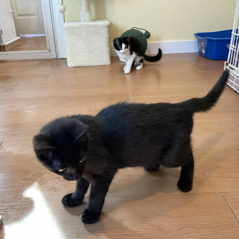 Mika & Marley thumbnail 2