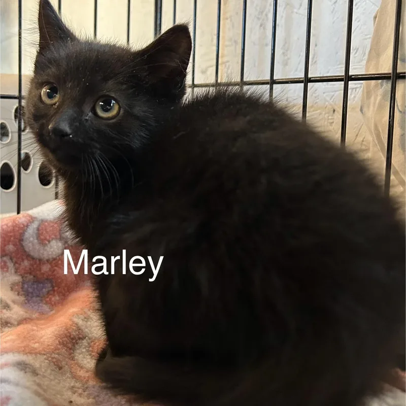 Mika & Marley thumbnail 3