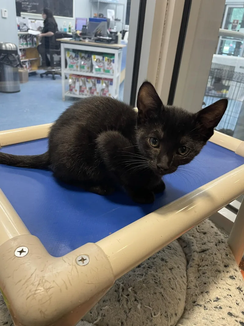 A baby medium-sized male Black Domestic Short Hair cat named Graham for adoption in Charleston, SC