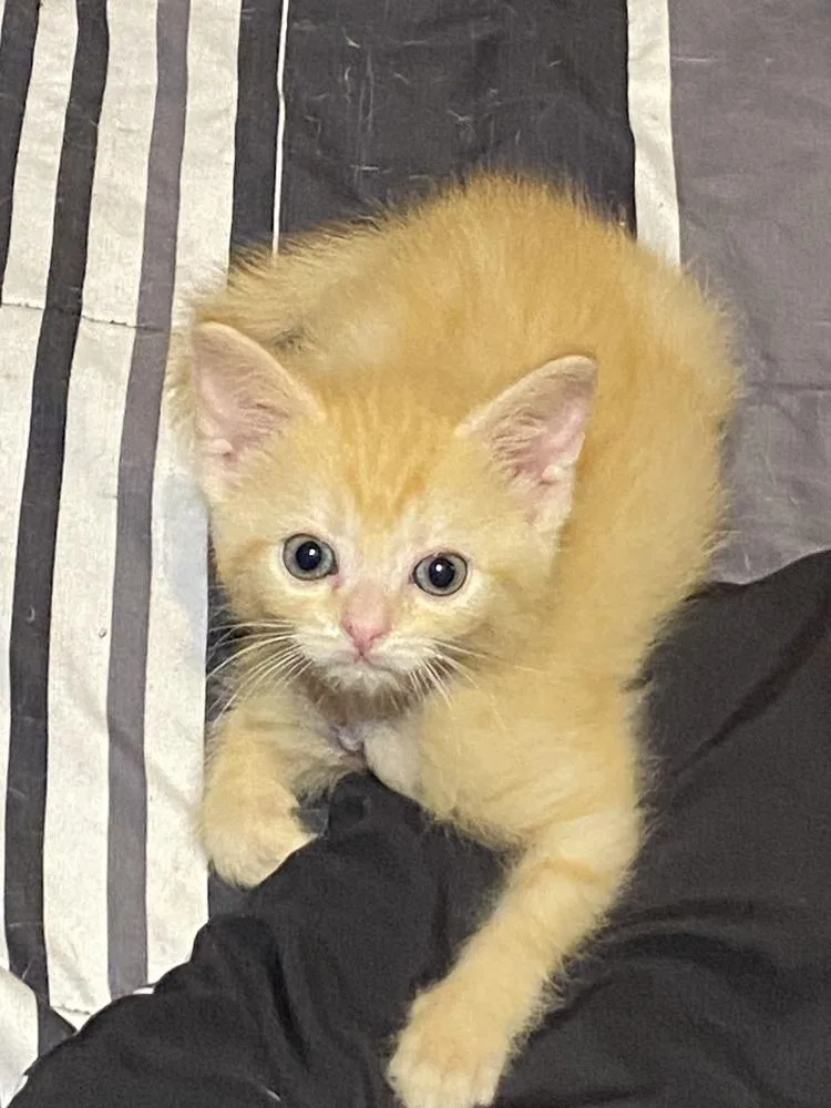A baby medium-sized male Tabby (Orange / Red) Domestic Short Hair cat named Flareon for adoption in Clinton Township, MI