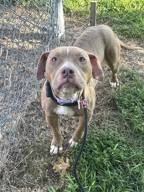 An adult large-sized female Pit Bull Terrier dog named Honey for adoption in Upper Marlboro, MD