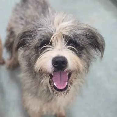 A young medium-sized male Gray / Blue / Silver Sheep Dog dog named Einstein for adoption in Calverton, NY