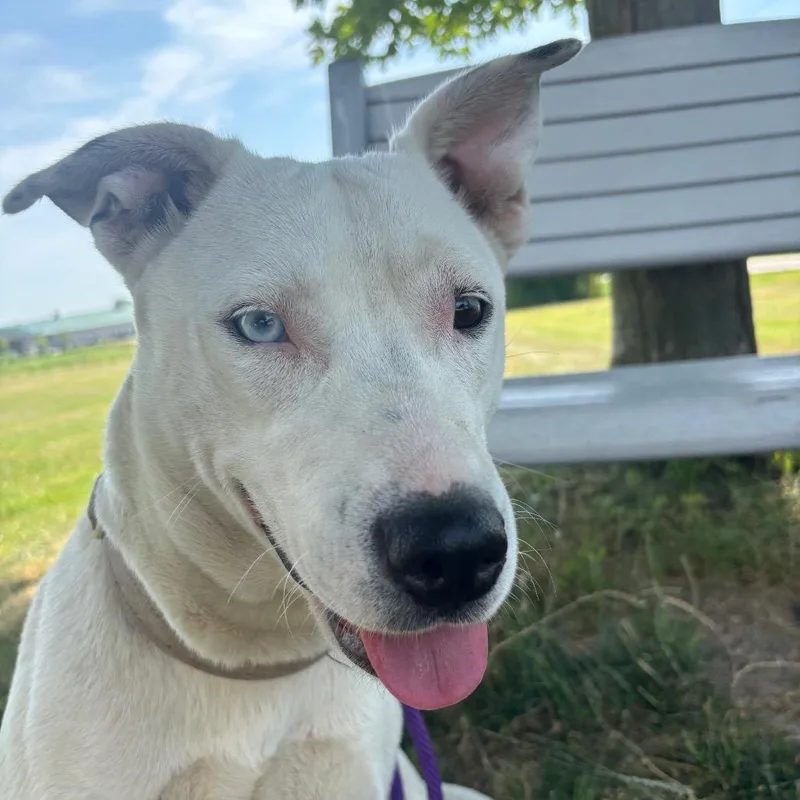 An adult large-sized female White / Cream Husky dog named Jade for adoption in Marysville, OH