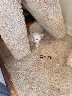 Remi