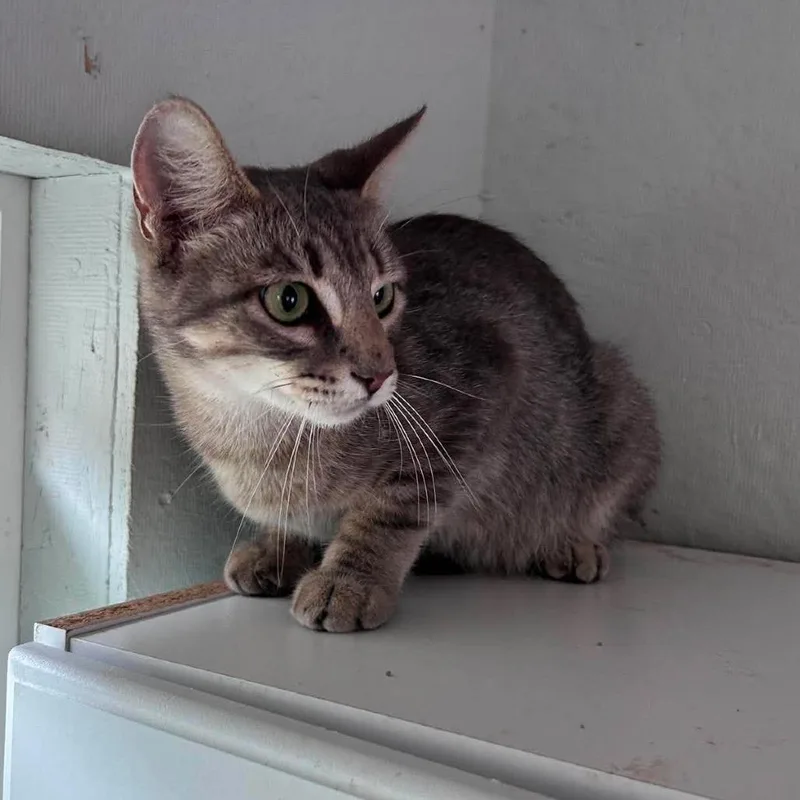 An adult medium-sized female Gray / Blue / Silver Domestic Short Hair cat named Ansley for adoption in Bastrop, TX