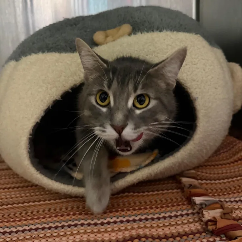 An adult large-sized female Gray / Blue / Silver Domestic Short Hair cat named Omelette for adoption in Edwardsville, IL