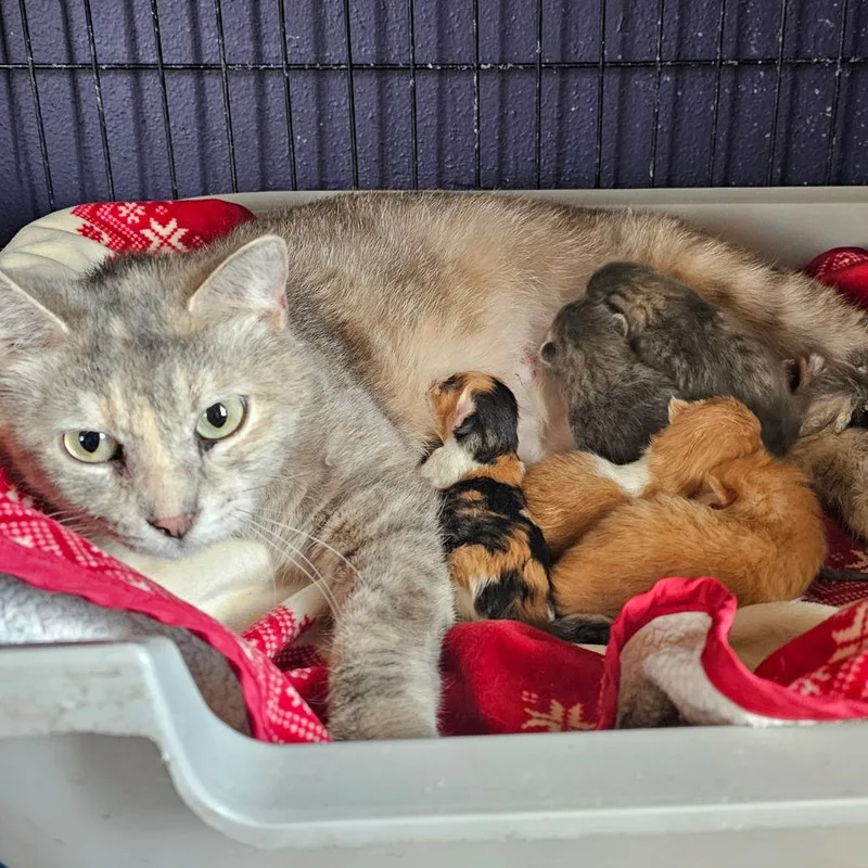 An adult small-sized female Tortoiseshell Domestic Short Hair cat named Misty for adoption in Grinnell, IA