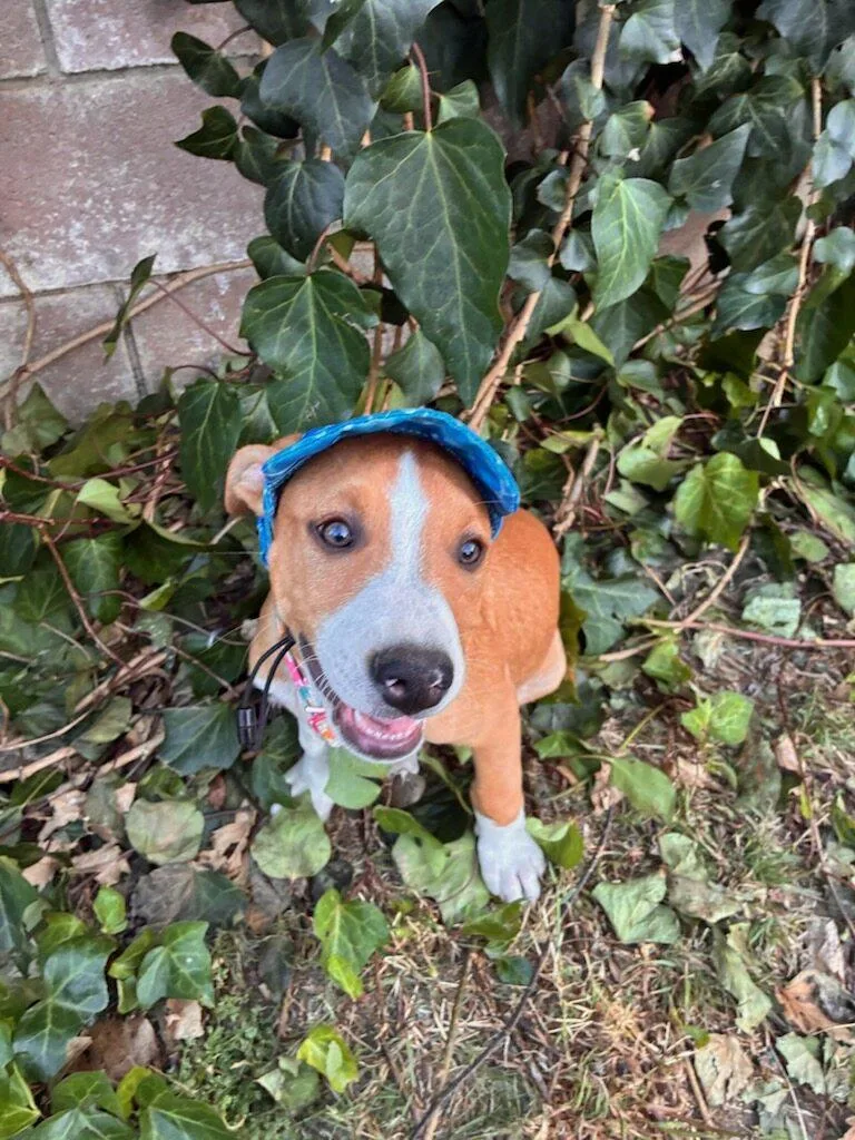A baby medium-sized male Bicolor Labrador Retriever dog named Mars for adoption in Reseda, CA