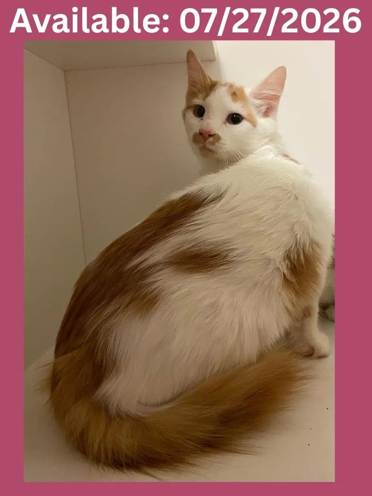 A young medium-sized female Domestic Long Hair cat named Cat Condo  Princess for adoption in Greenville, TX