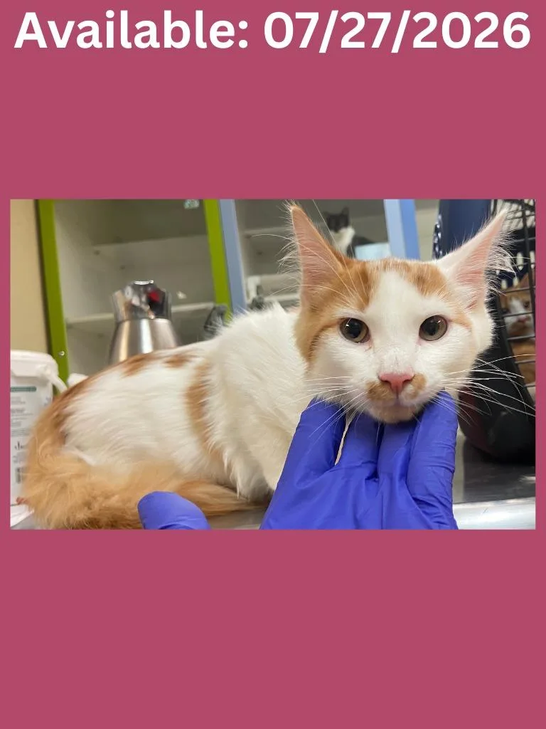 Cat Condo  Princess thumbnail 2