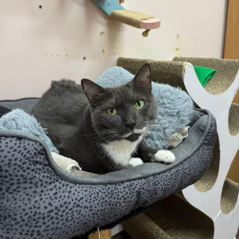 An adult medium-sized male Gray / Blue / Silver Domestic Short Hair cat named Sonet for adoption in Lauderhill, FL