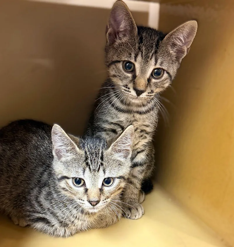 A baby medium-sized female Tabby cat named Burley for adoption in Fort Myers, FL