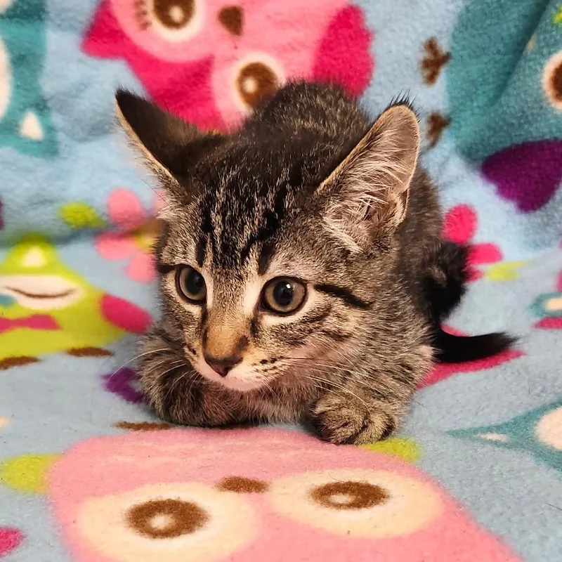 A baby small-sized female Brown / Chocolate Domestic Short Hair cat named Vassa for adoption in Brookfield, WI