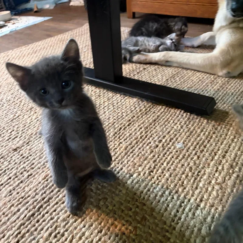 A baby small-sized female Gray / Blue / Silver Domestic Short Hair cat named Merry for adoption in Columbia, MO