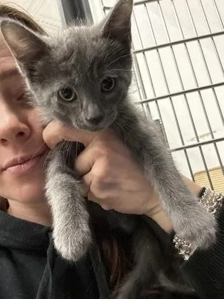 A baby medium-sized male Domestic Short Hair cat named Vector for adoption in West Chester, PA