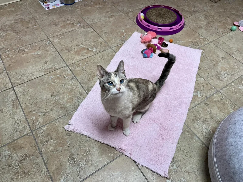 A senior medium-sized female Domestic Short Hair cat named Mystie for adoption in Fountain Hills, AZ
