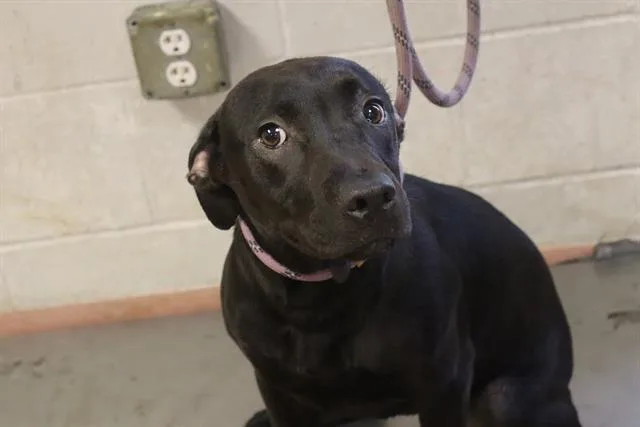A young medium-sized female Mixed Breed dog named Cub for adoption in Columbia, SC