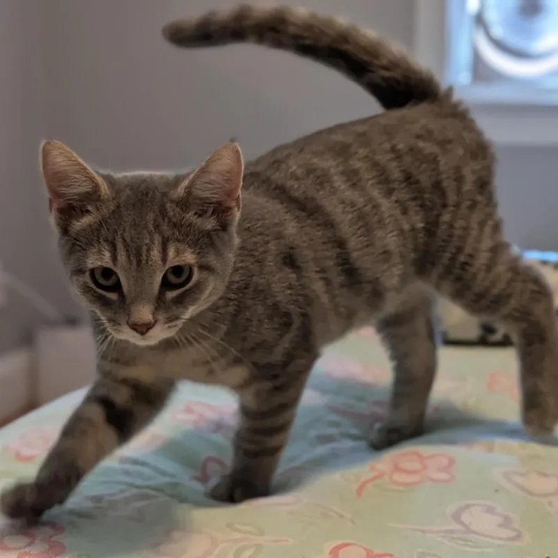 A baby small-sized male Gray / Blue / Silver Domestic Short Hair cat named Gai Lan for adoption in Falls Church, VA