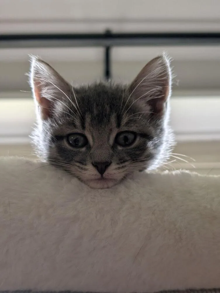 A baby small-sized female Gray / Blue / Silver Domestic Short Hair cat named Sharpie for adoption in West Mifflin, PA