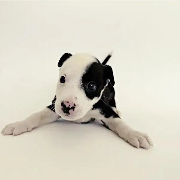 A baby small-sized male White / Cream Mixed Breed dog named Bingo for adoption in Saint Louis, MO