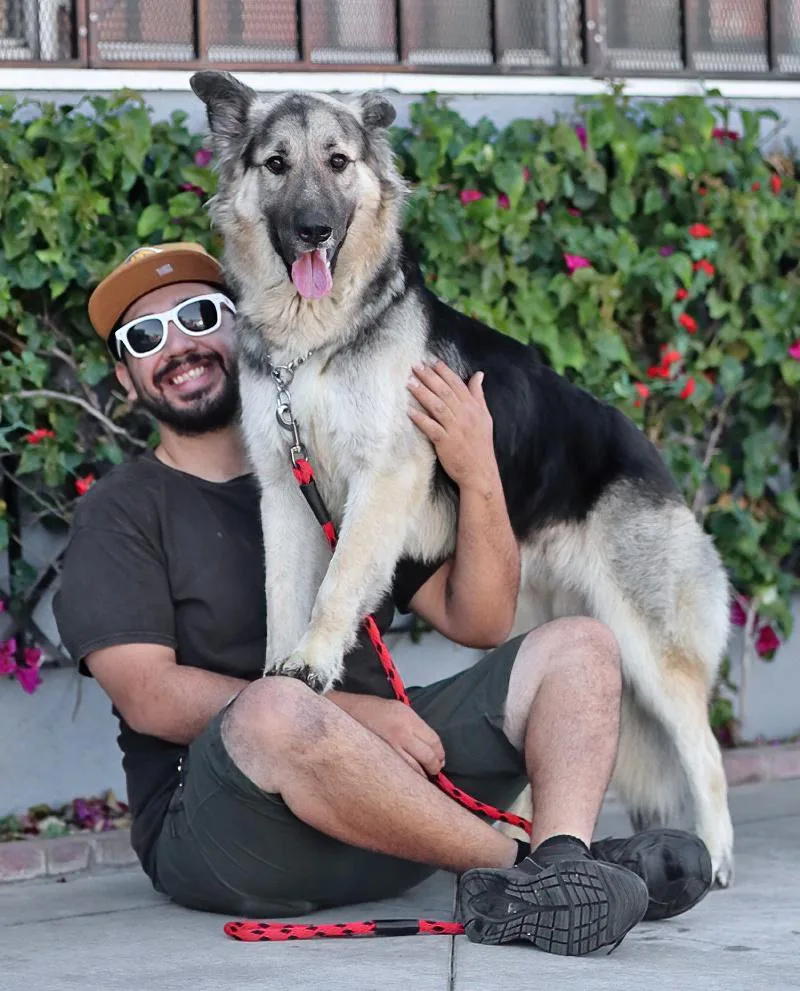 A young large-sized male Black German Shepherd Dog dog named Jasper von Kempen for adoption in Los Angeles, CA