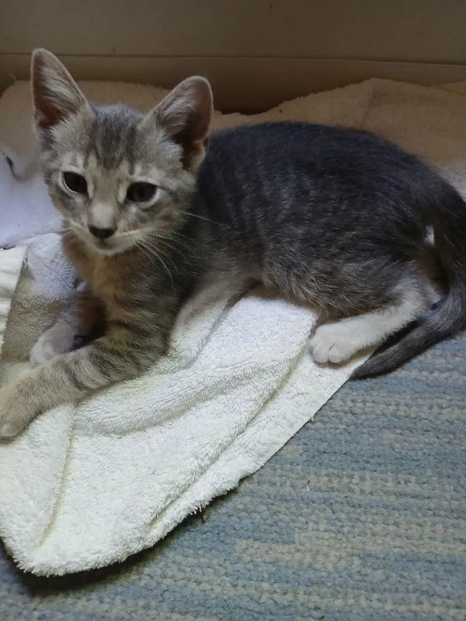 A baby medium-sized female Domestic Short Hair cat named Dolly for adoption in Carneys Point, NJ