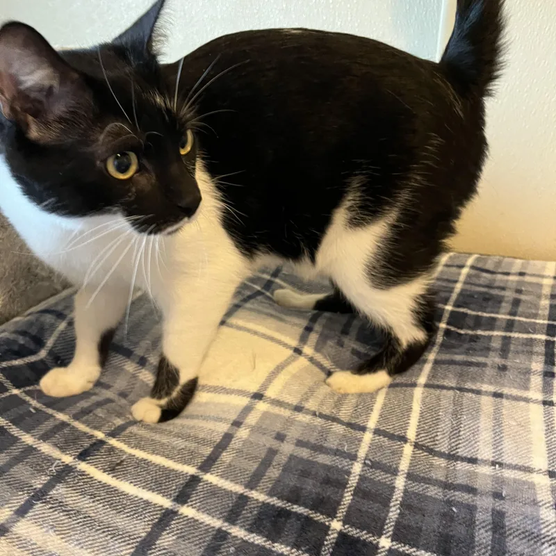 Fuzz Ball Aka Fuzz thumbnail 3