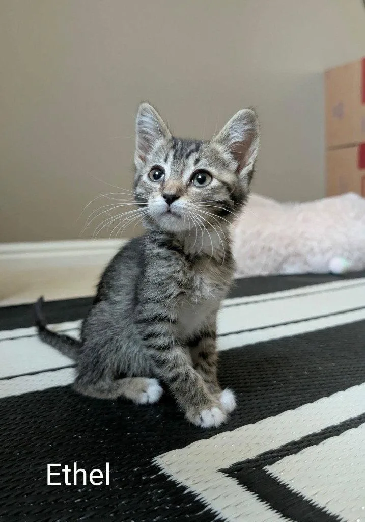 A baby small-sized female Domestic Short Hair cat named Ethel for adoption in Saint George, UT