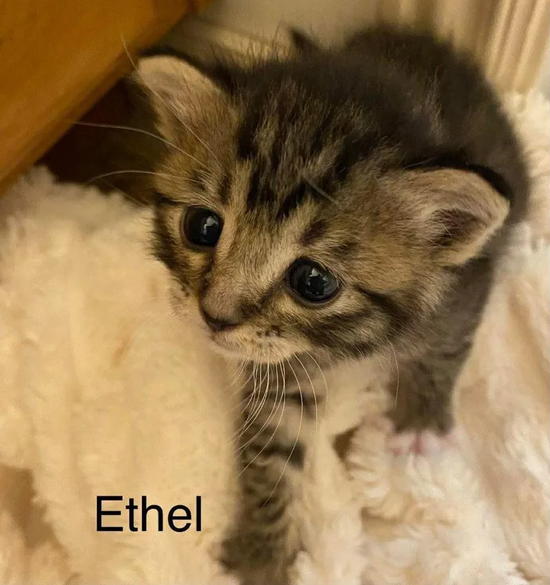 Ethel thumbnail 2