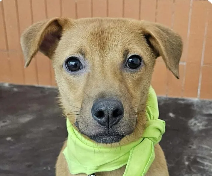 A baby medium-sized male Jindo dog named Danny for adoption in San Ramon, CA