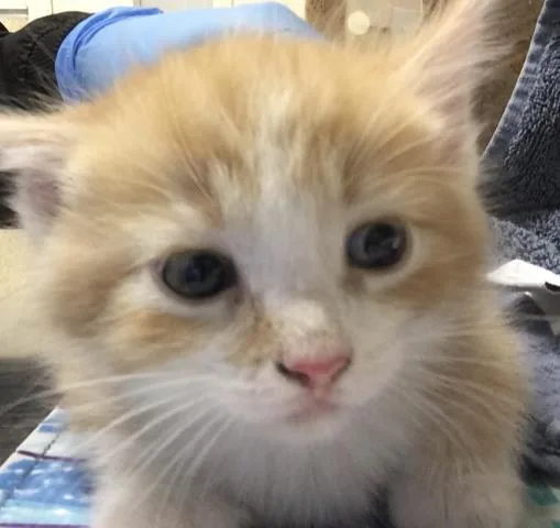A baby small-sized male Domestic Short Hair cat named Leo for adoption in Riverside, CA
