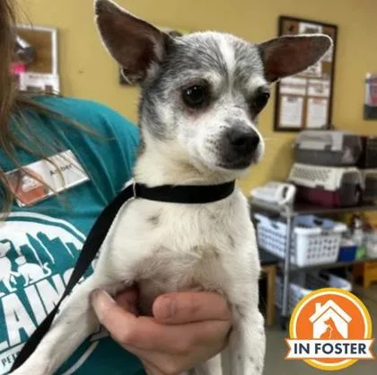 An adult small-sized female Chihuahua dog named Hershey for adoption in Merriam, KS