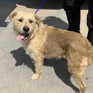 An adult medium-sized male Golden Terrier dog named Rollo for adoption in Deerfield, IL