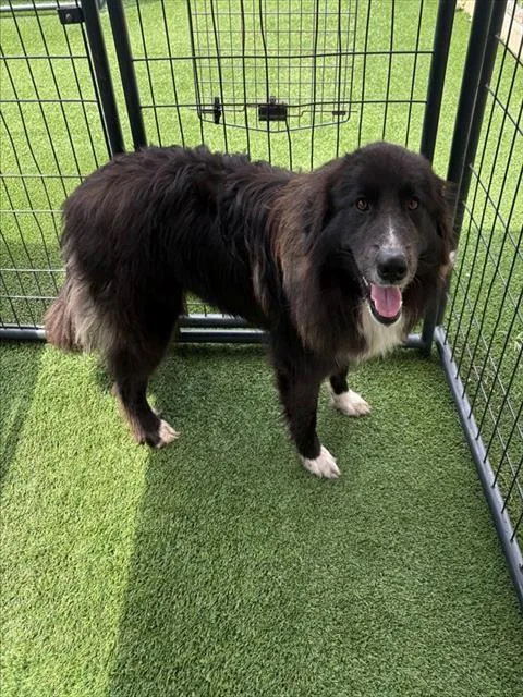 An adult medium-sized female Border Collie dog named Lizzy for adoption in Forney, TX