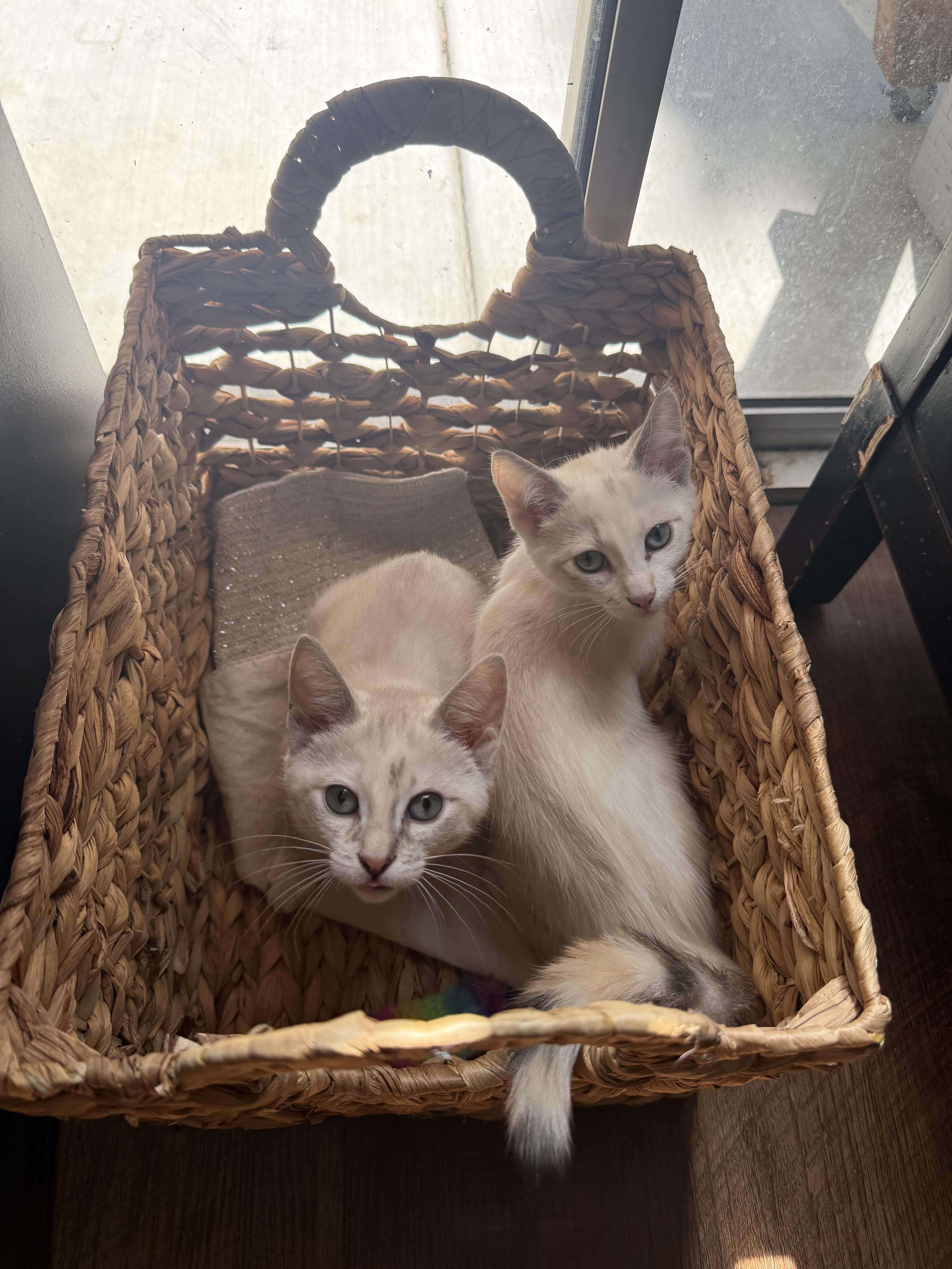 A baby medium-sized female Seal Point Domestic Short Hair cat named Blanca for adoption in Davis, CA
