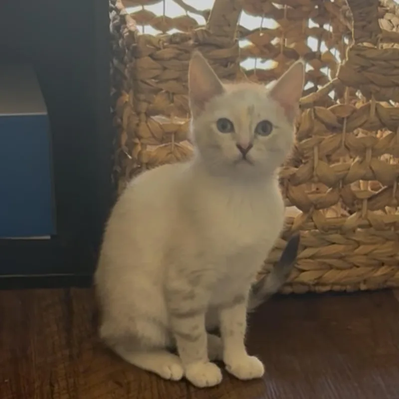 Blanca thumbnail 3