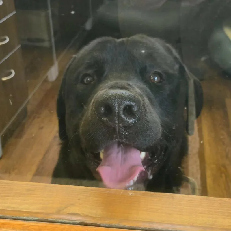 A young extra large-sized male Black Mixed Breed dog named Bo for adoption in Lima, OH