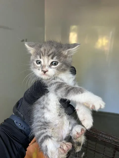 A baby small-sized female Domestic Medium Hair cat named Mochi for adoption in San Luis Obispo, CA