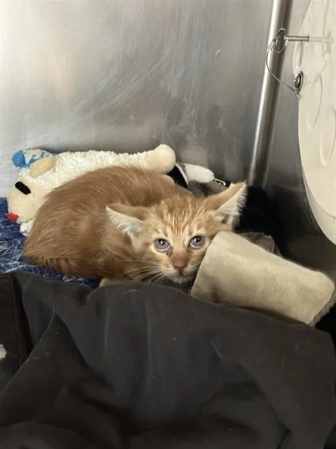 A baby small-sized female Domestic Short Hair cat named Candy for adoption in Riverside, CA