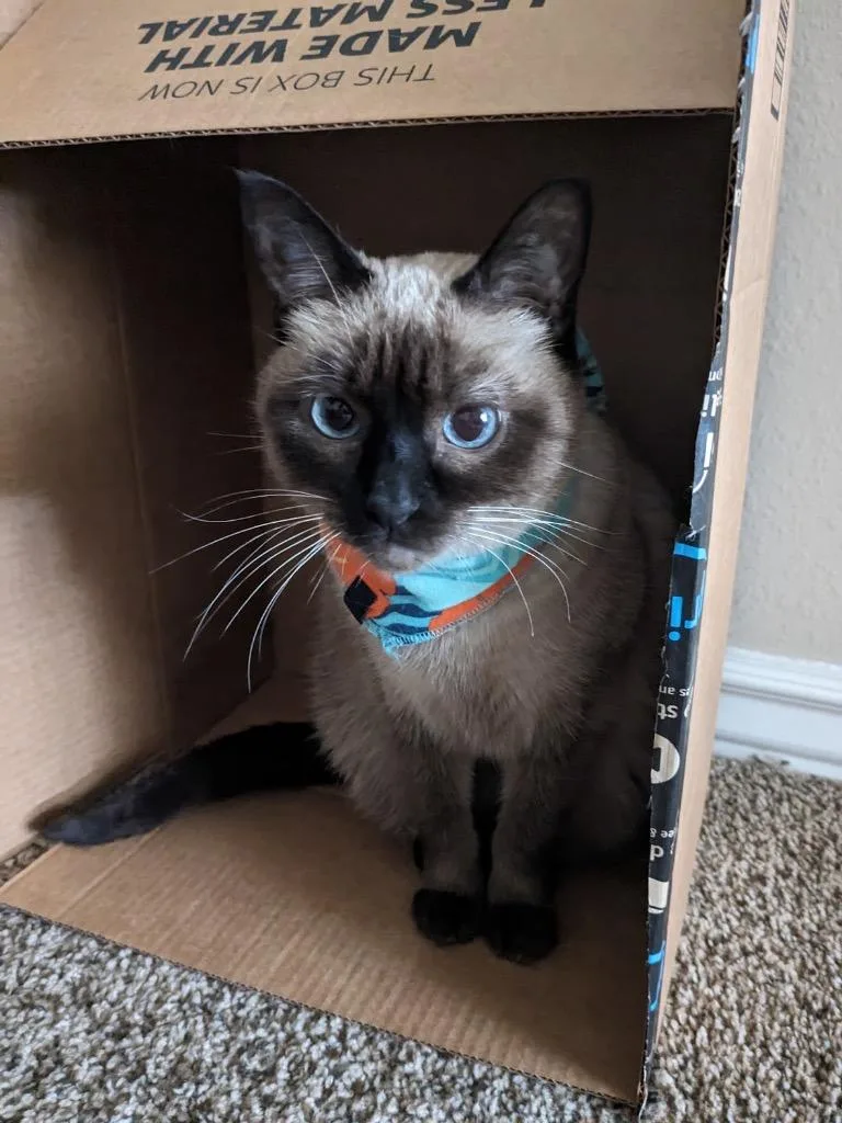 A senior large-sized female Domestic Short Hair cat named Stella for adoption in Little Rock, AR