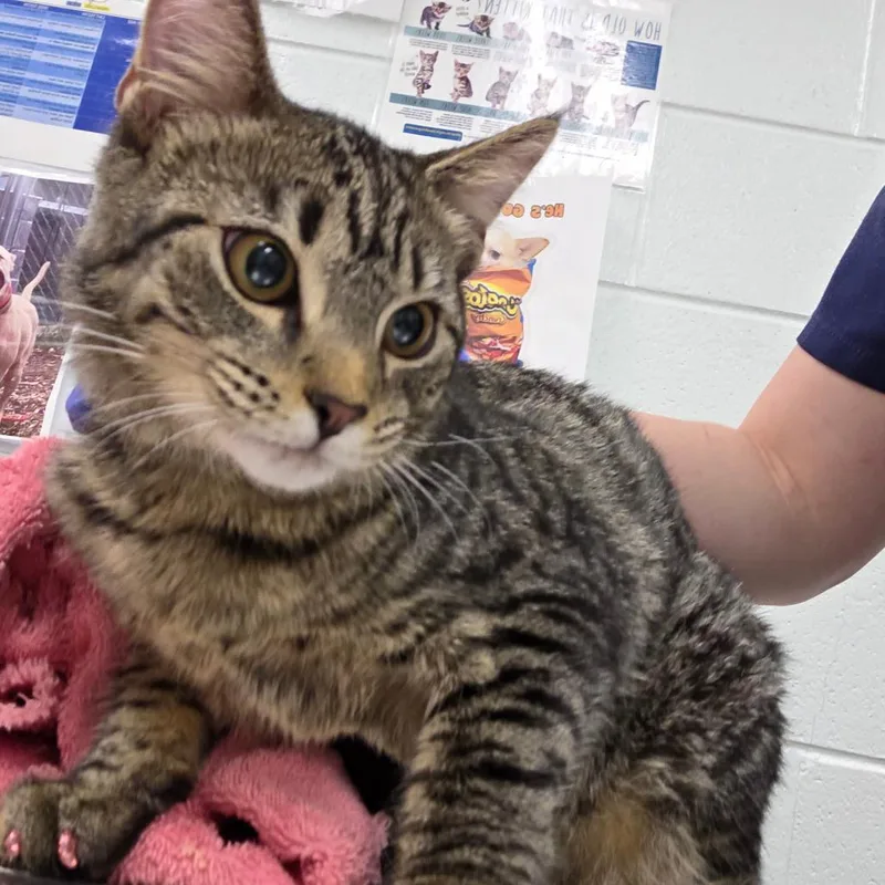 A baby medium-sized female Brown / Chocolate Domestic Short Hair cat named Ruthy for adoption in Chattanooga, TN