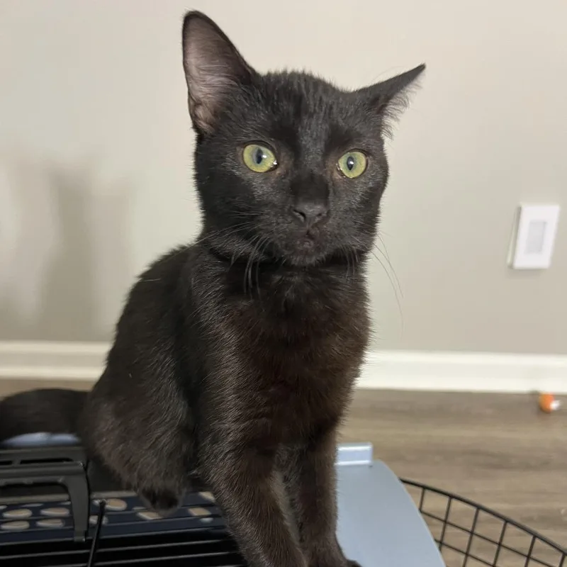 A baby small-sized female Domestic Short Hair cat named Wiress for adoption in Cumming, GA