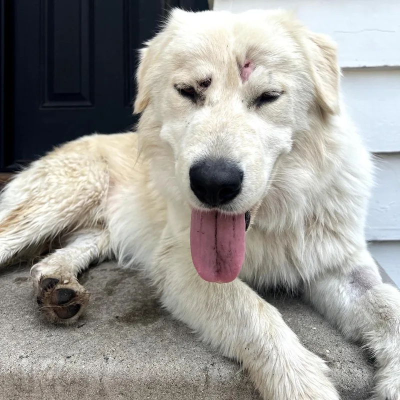 A young medium-sized male White / Cream Great Pyrenees dog named Winslow for adoption in Buffalo, MN